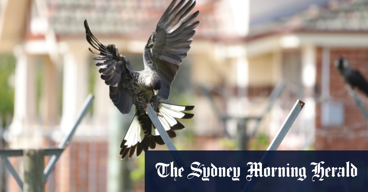 Les centres de réadaptation des cacatoès noirs de Perth font face à l'afflux d'oiseaux affamés après que les banksias n'ont pas réussi à produire des graines