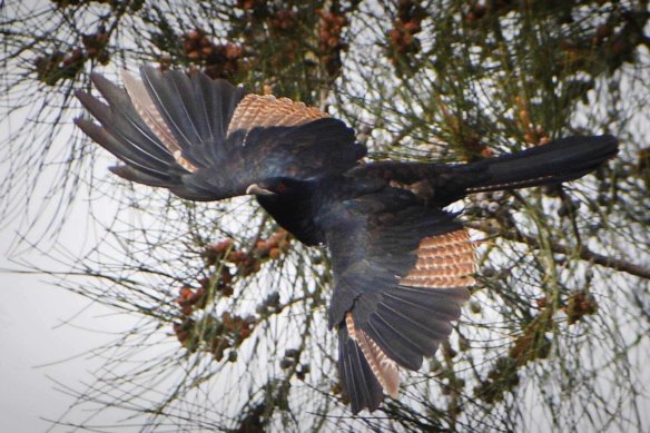 Un koel mâle juvénile a presque atteint son plumage adulte complet avec seulement quelques plumes immatures sur ses ailes et sa queue. 