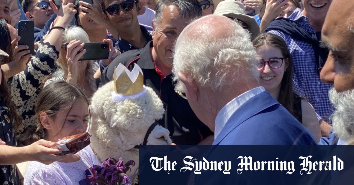 Hephner l'alpaga asperge le roi lors de sa visite à Canberra
