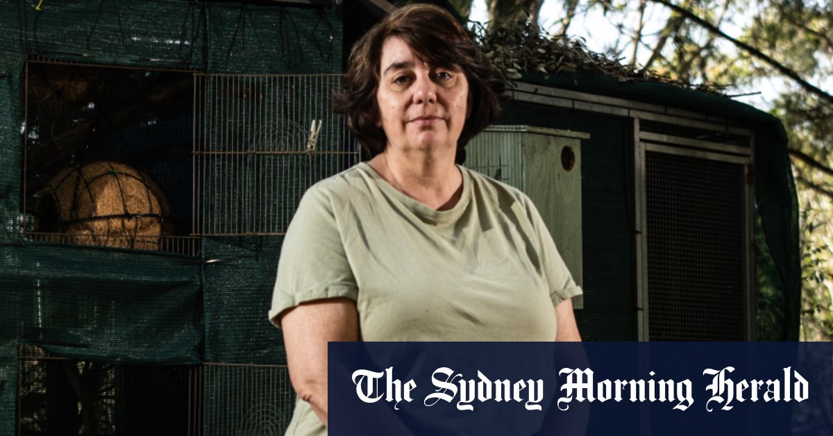 Le risque d'exode des volontaires de WIRES surgit au milieu d'une guerre interne au sein d'une organisation caritative de sauvetage