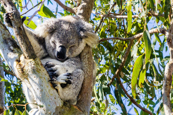 Le parc national du Grand Koala est destiné à fournir un habitat à cette espèce emblématique.