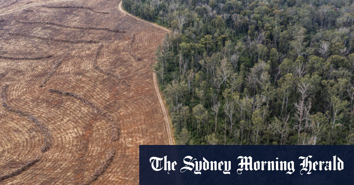 Le gouvernement de Nouvelle-Galles du Sud exploite des forêts à l'intérieur des limites proposées du parc