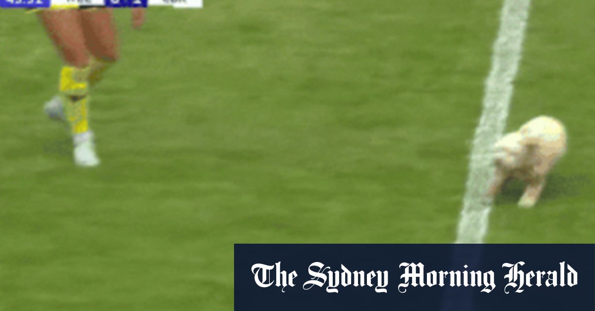 Un chien envahit le terrain lors du match de la A-League Women entre Wellington Phoenix et Canberra United