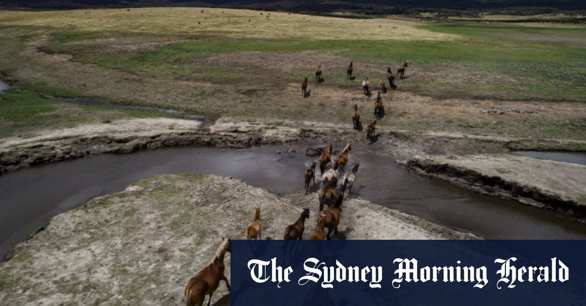 NSW et Victoria visent l’éradication complète des chevaux sauvages