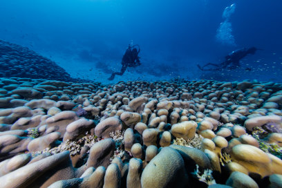 Cet organisme gigantesque est un réseau complexe de polypes coralliens – de minuscules créatures individuelles – qui se sont développés sur une période de trois siècles.