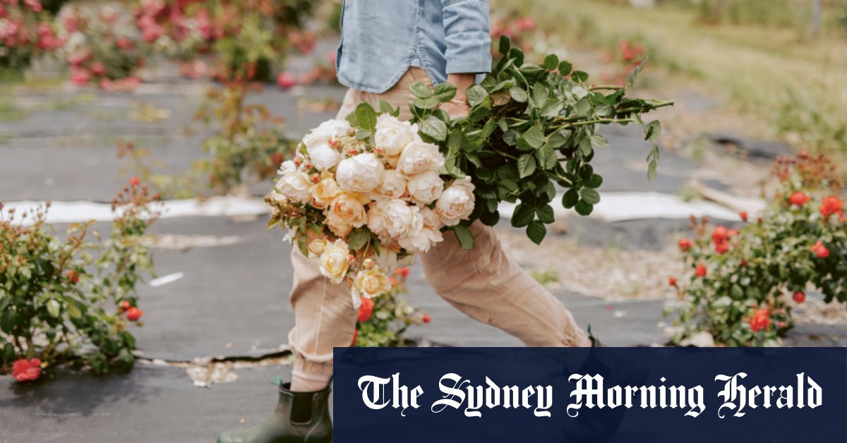 Les roses sont à nouveau à la mode. Voici comment les aider à s'épanouir dans votre jardin