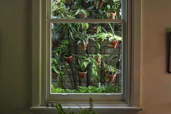 La plantation sur un petit chemin latéral peut être appréciée depuis l’intérieur de la maison.