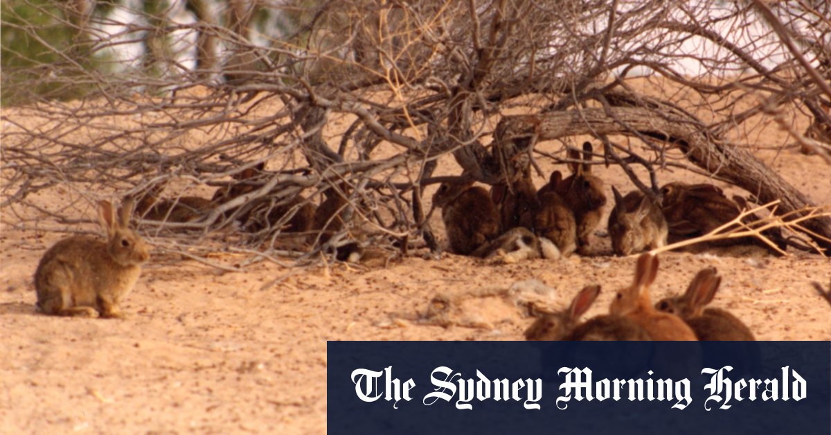Pourquoi la population de lapins sauvages de 200 millions d'Australie pourrait bientôt exploser