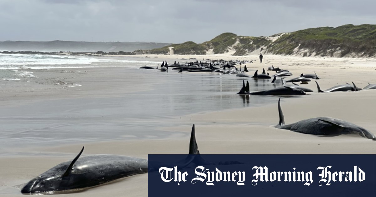 150 baleines échouées sur la plage de Tasmanie reculée