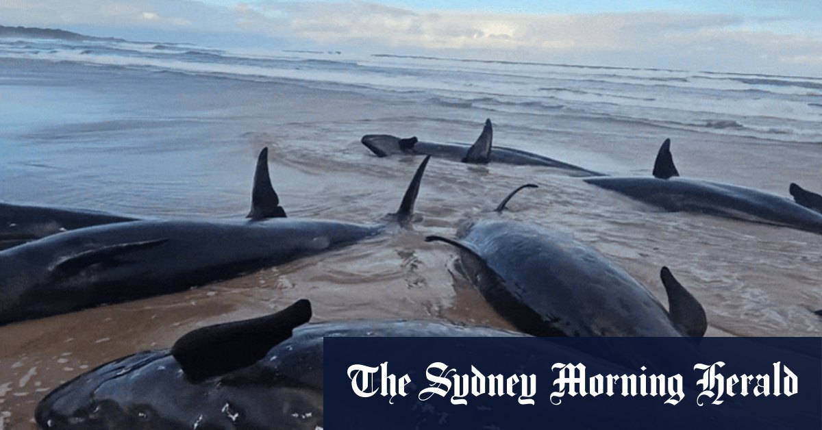 150 baleines sur la plage de Tasmanie reculée