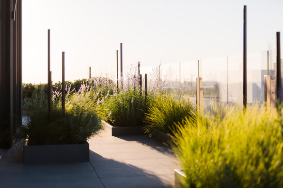 Lomandra Concertifolia est une plante difficile adaptée aux toits, semble-t-il dans ce jardin conçu par Lisa Ellis.