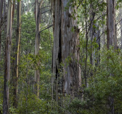 Les arbres matures creux comme celui-ci sont cruciaux pour la survie des espèces menacées de Victoria.