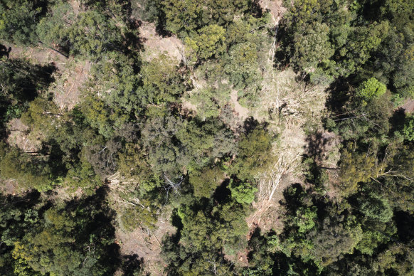 Vue aérienne de la forêt indigène enregistrée sélective dans la petite forêt de Newry, qui fait partie de la grande zone d'évaluation du parc national de Koala, en décembre 2024.