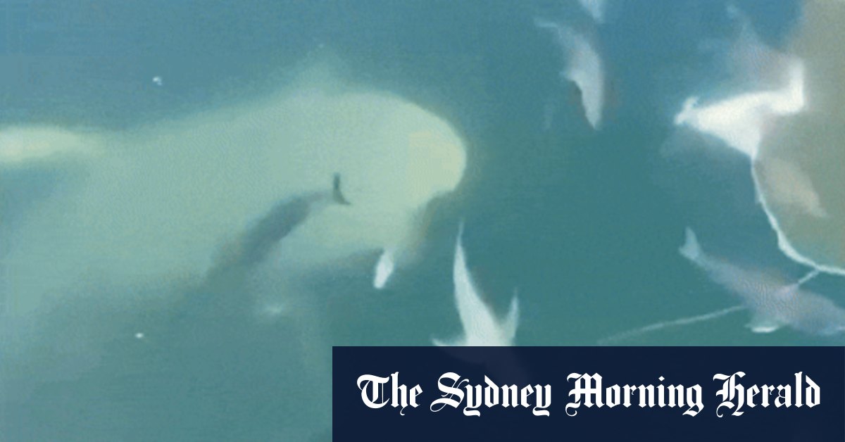 Nombres de requins taureaux dans le port de Sydney Rise avec des eaux plus chaudes