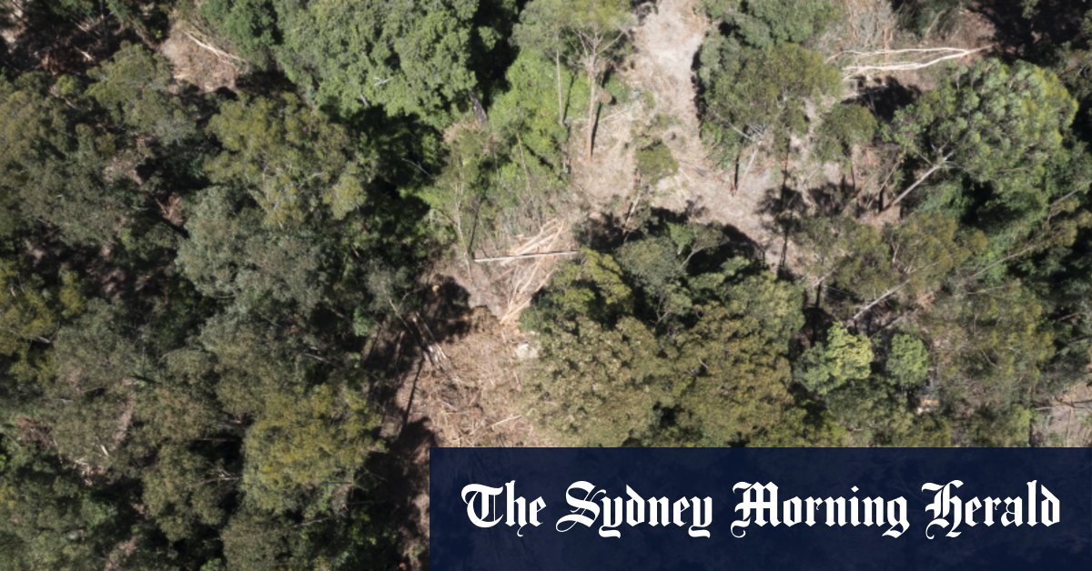 Le retard du parc Koala incite à la peur que le travail s'est replié dans l'industrie de l'exploitation forestière