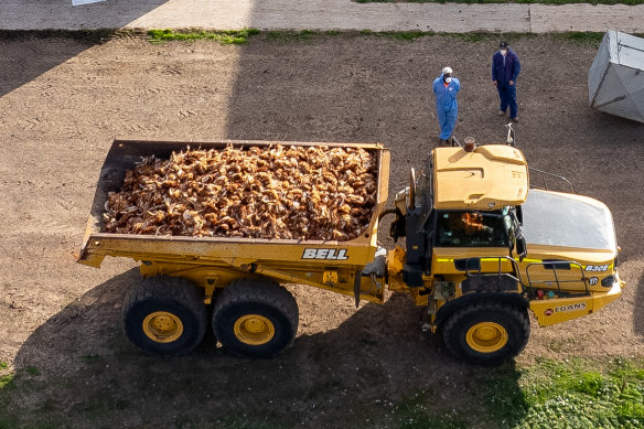 Pouchés abattus dans une ferme victorienne en mai 2024.