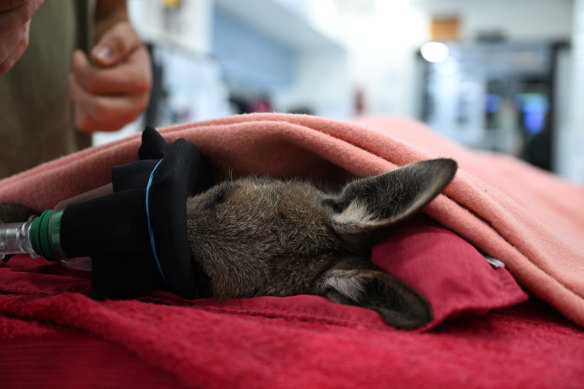 Le personnel du Byron Bay Wildlife Hospital a tendance à un kangourou gris oriental blessé retrouvé piégé jusqu'à son cou dans un drain des eaux pluviales.