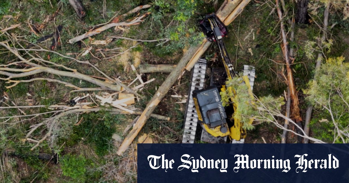 Des images montrent le journal à l'intérieur du parc national de Koala, Great Koala proposé,