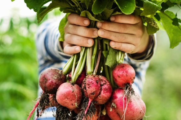 Les radis ne sont pas seulement des superaliments, ils sont très rapides à grandir.