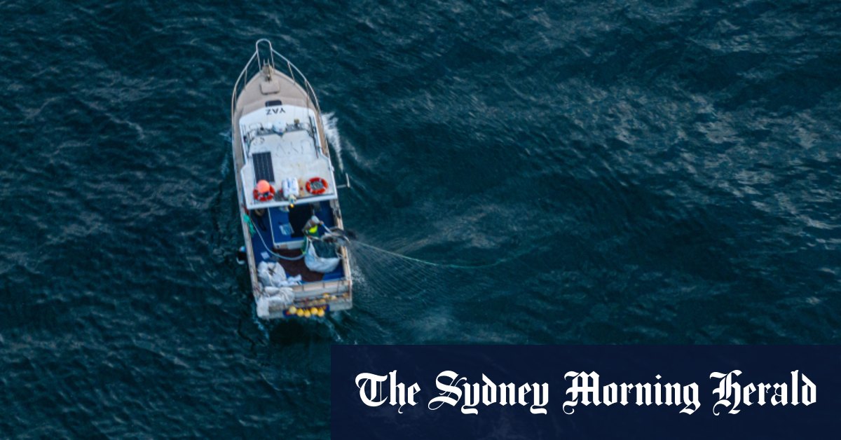 Pourquoi les filets de requin de Sydney ont été supprimés un mois plus tôt