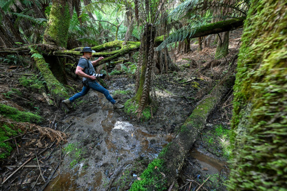 Maisey, illustrée la semaine dernière, a déclaré que les récentes mesures de contrôle des cerfs travaillaient pour réhabiliter Monbulk Creek.