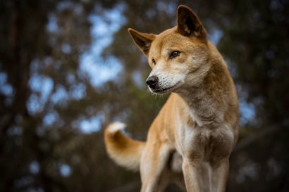 Plus de 50% des dingos purs ont un gingembre distinctif et des manteaux blancs.