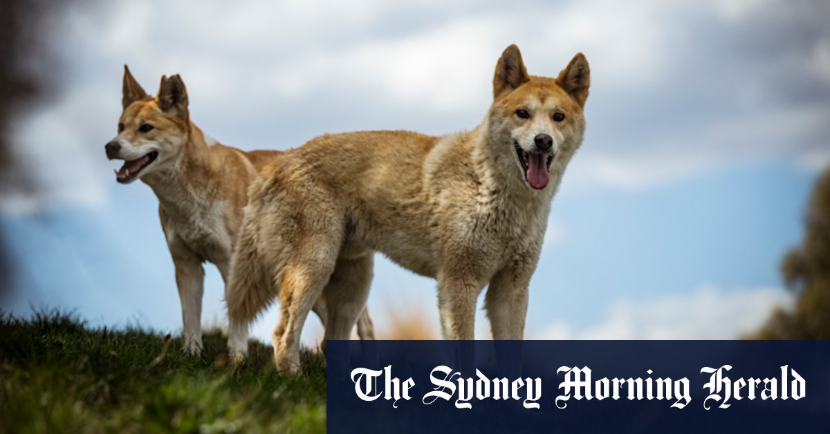 Les grands dingos du désert dans l'ouest de Victoria pour être collé dans une offre controversée pour protéger les moutons