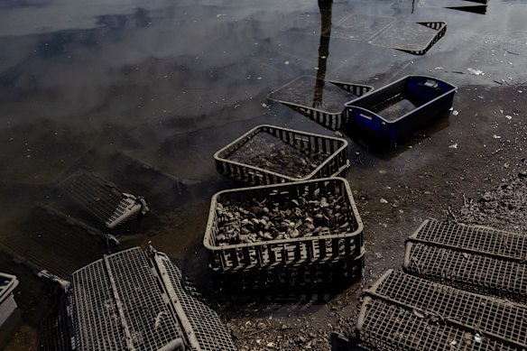 Les fermes d'huîtres dans les rivières Shoalhaven et Crookhaven ont été forcées de fermer pour Pâques.