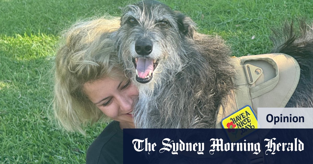Mon Melbourne Mutt sans remarquable maintenant une célébrité de Sydney