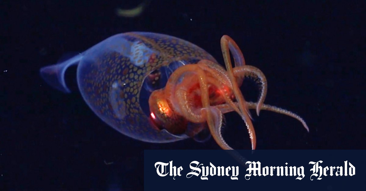 Colossal Squid filmé vivant dans l'océan de l'Atlantique Sud