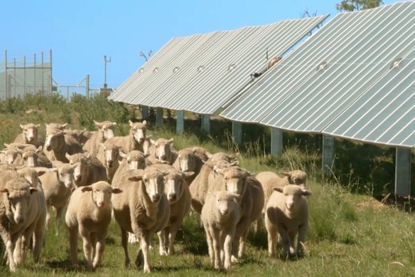 Les moutons paissent au milieu des panneaux solaires en Nouvelle-Angleterre.