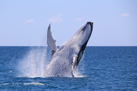 Une baleine à bosse qui se détourne K'gari, anciennement connue sous le nom de Fraser Island, dans le Queensland.