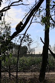 Un koala s'accroche dans un arbre à l'extérieur d'une section récemment dégagée de plantation de bluegum la semaine dernière.