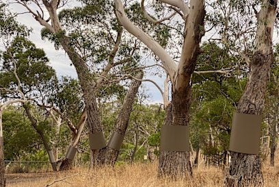 Les arbres en bandes prolifèrent dans la pointe nord-est du parc national Budj Bim.