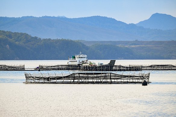 Charmand de saumon dans les eaux du port de Macquarie dans le sud-ouest de Tasmanie.