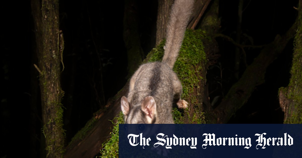 L'option de Leadbeater découvert dans le parc national de Kosciuszko