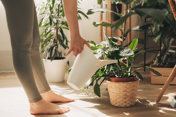 Ce n'est pas parce qu'ils sont dans un microclimat plus chaud que les plantes intérieures peuvent gérer sans un TLC.