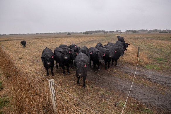 Les bovins sur les terres agricoles touchées par la sécheresse dans l'ouest de Victoria se blottissent ensemble face à la pluie indispensable.