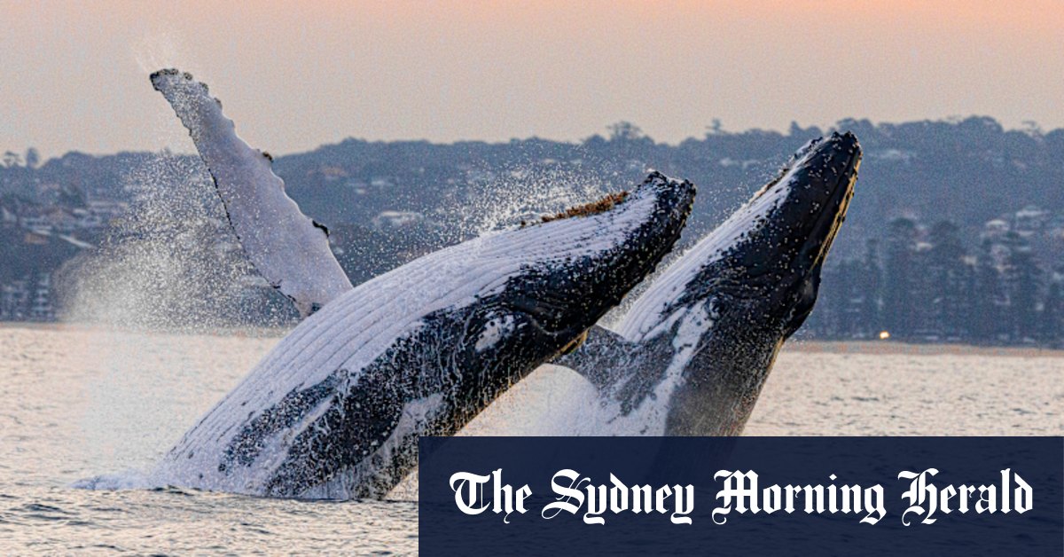 La carte de migration des baleines suit les espèces à risque