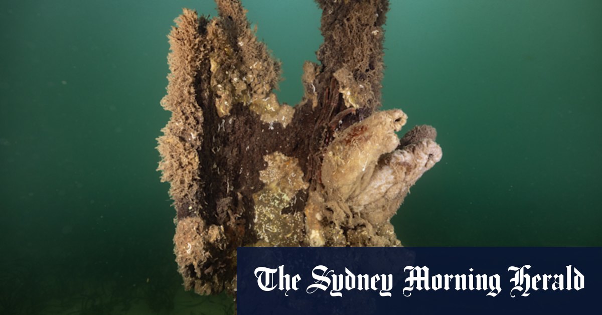 Bloom d'algues, Karenia Mikimotoi, épidémie en Australie du Sud se propageant à d'autres régions