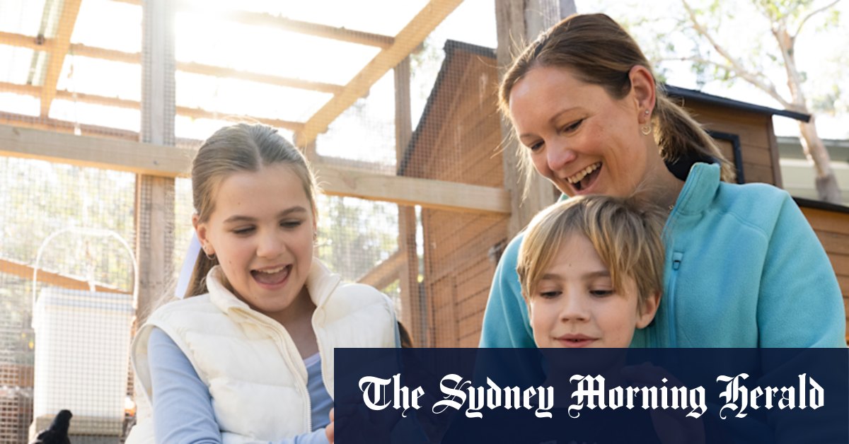 Comment les chooks d'arrière-cour ont fait un retour