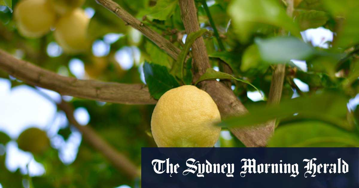 Facile à grandir et à son meilleur en ce moment