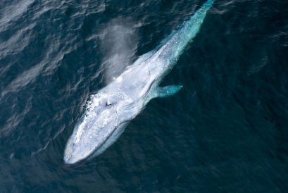 Les plus grands animaux de la Terre, les baleines bleus, ont été détectés dans les eaux au large de l'Australie.