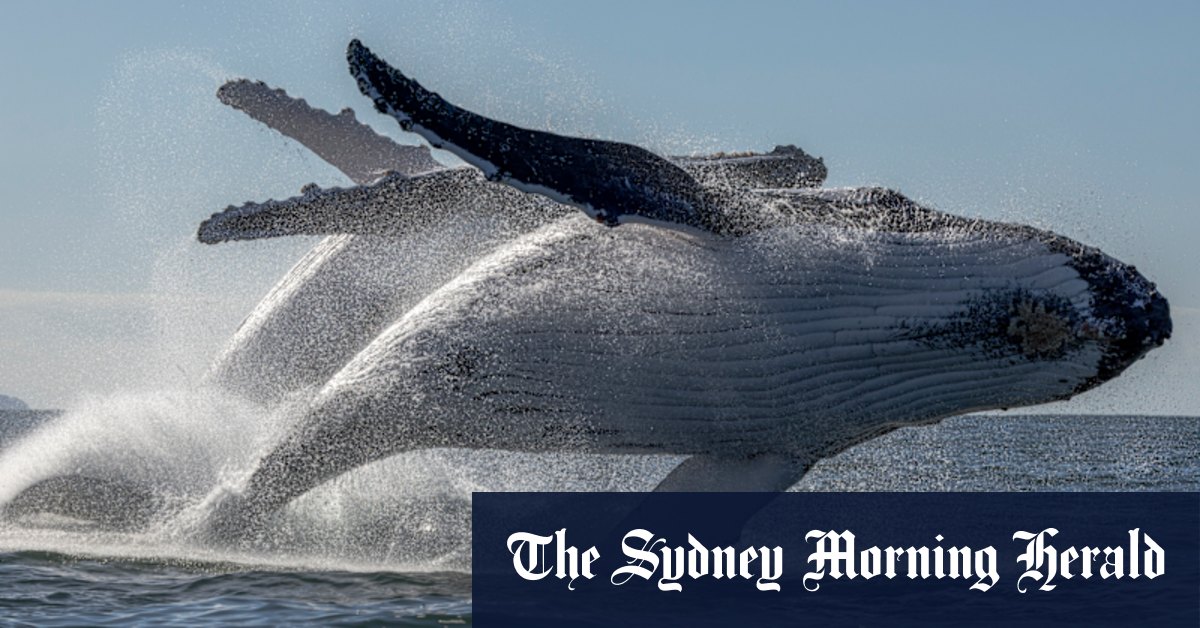 La «crème de la crème» des photos de baleines à bosse