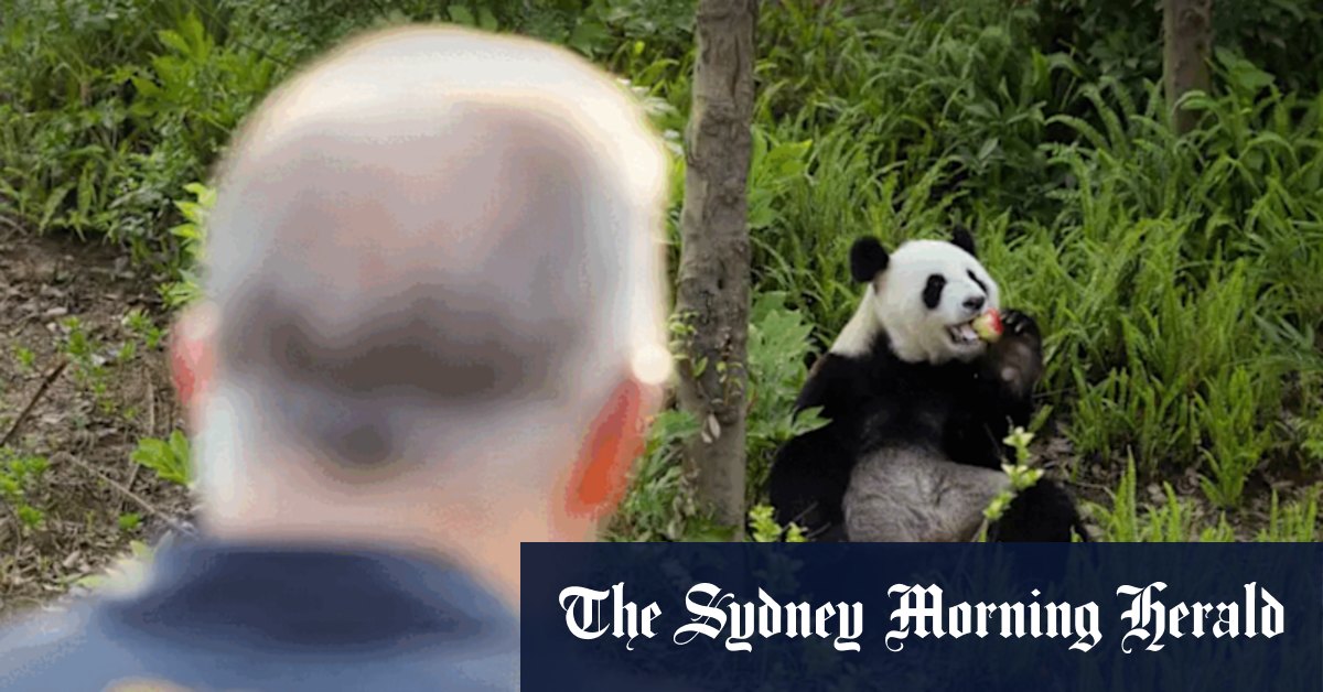 Le voyage en porcelaine d'Anthony Albanese `` indulgent '', dit James Paterson après la visite de l'installation de Chengdu Panda