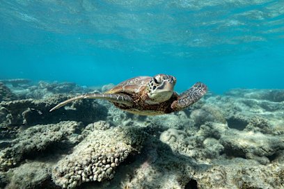 Une tortue verte nageant au-dessus du corail couvert d'algues du gazon dans le récif de Ningaloo, classé au patrimoine mondial.