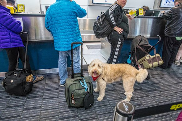 Une vue commune à l'étranger. Dans le New Jersey, un passager aérien vérifie son animal de compagnie Labradoodle.