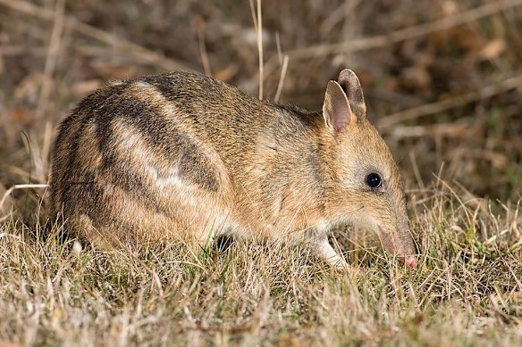 Un bandicoot orienté oriental sur l'île de Phillip.