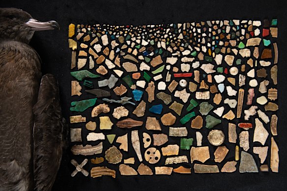 Cette mosaïque montre le plastique trouvé dans l'estomac d'un seul oiseau, un débutant en 2023.