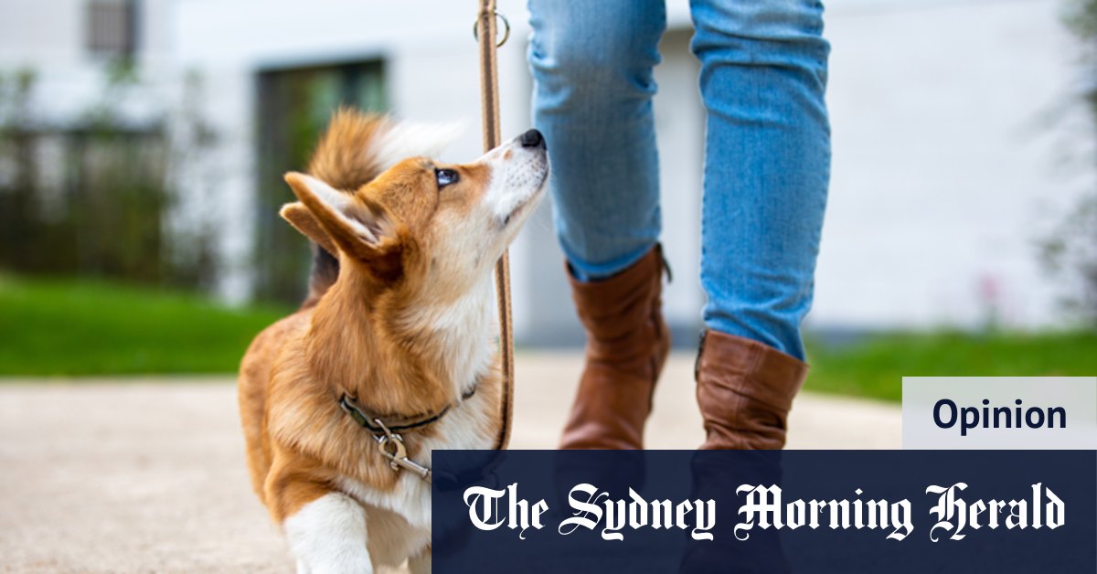 En ce qui concerne les chiens ou les humains, la patience est la clé pour tout enseignant; la foi en Jésus; classe d'obéissance